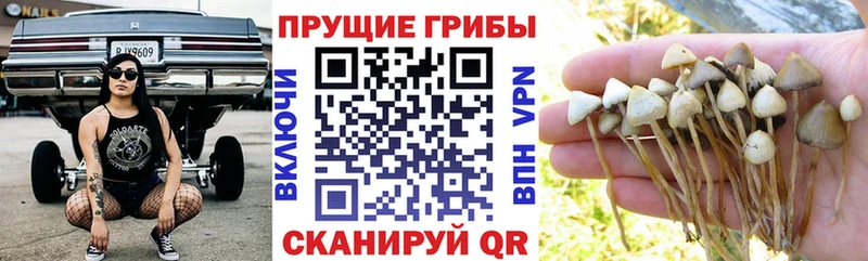 Псилоцибиновые грибы GOLDEN TEACHER  Таганрог 
